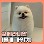 해피멍데이 애견미용