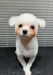 우쭈쭈플렉스 강아지 애견 미용
