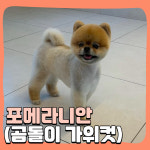 해피멍데이 애견미용