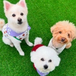 카르펫디엠 강아지유치원