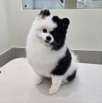 엘레멍스