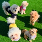 카르펫디엠 강아지유치원