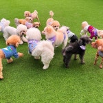 카르펫디엠 강아지유치원