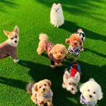 카르펫디엠 강아지유치원