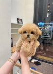 츄츄독리미티드 부산점