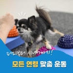 도기프렌즈 웰니스센터