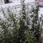 자리 플라워앤커피