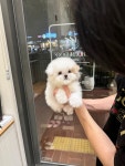츄츄독리미티드 부산점