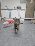캣츠앤몬스터 고양이카페&분양