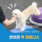 도기프렌즈 웰니스센터