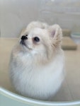 우리댕