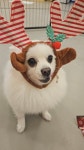 으르렁대
