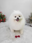 더웃개
