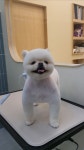 그린펫그루밍