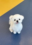 우쭈쭈플렉스 강아지 애견 미용