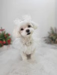 더웃개