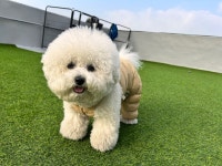 으르렁대