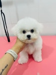 위드펫살롱애견미용 천안두정점