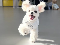 왈독 강아지 유치원 애견유치원 애견미용