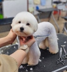 마이티애견미용학원