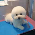 오늘도 이쁘개