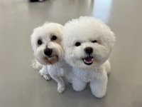 왈독 강아지 유치원 애견유치원 애견미용