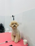 위드펫살롱애견미용 천안두정점