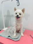 위드펫살롱애견미용 천안두정점