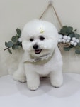 큐트핏 애견미용실