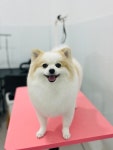 위드펫살롱애견미용 천안두정점