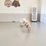 개라데이션 애견유치원