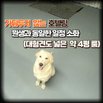 플랜더스 반려견 교육센터 애견훈련 애견유치원 애견호텔