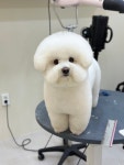 솜소밍