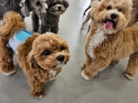 왈독 강아지 유치원 애견유치원 애견미용