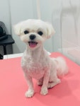 위드펫살롱애견미용 천안두정점