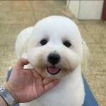 마이티그루밍