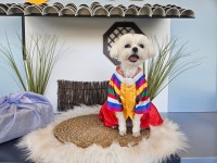 옐레드 애견유치원&애견호텔 대전노은점