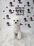 보나마나 이쁘개