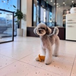 앤더독 반려견미용실