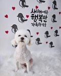 보나마나 이쁘개