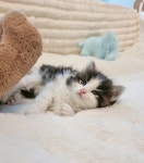 대구고양이분양 퍼스트캣 대구점