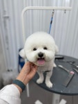 퍼피팸퍼