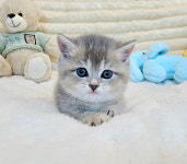 대구고양이분양 퍼스트캣 대구점