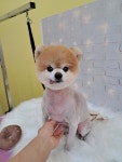 슈가펫살롱