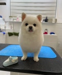 푸리바바