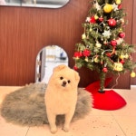 앤더독 반려견미용실