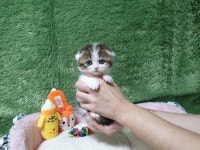 광주강아지분양 고양이분양 펫왕국