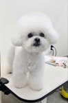 엘레멍스