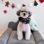 앤더독 반려견미용실