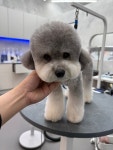 퍼피팸퍼